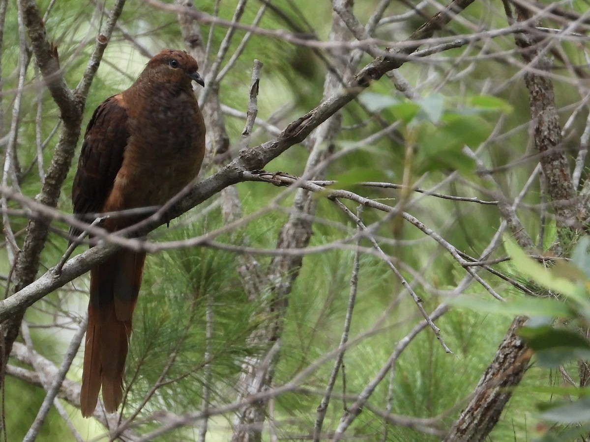 Brown Cuckoo-Dove - ML514079271