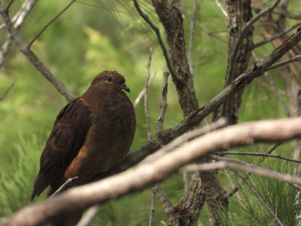 Brown Cuckoo-Dove - ML514079281