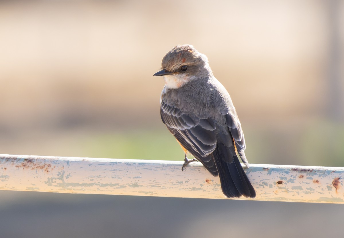 Vermilion Flycatcher - Joe Aliperti