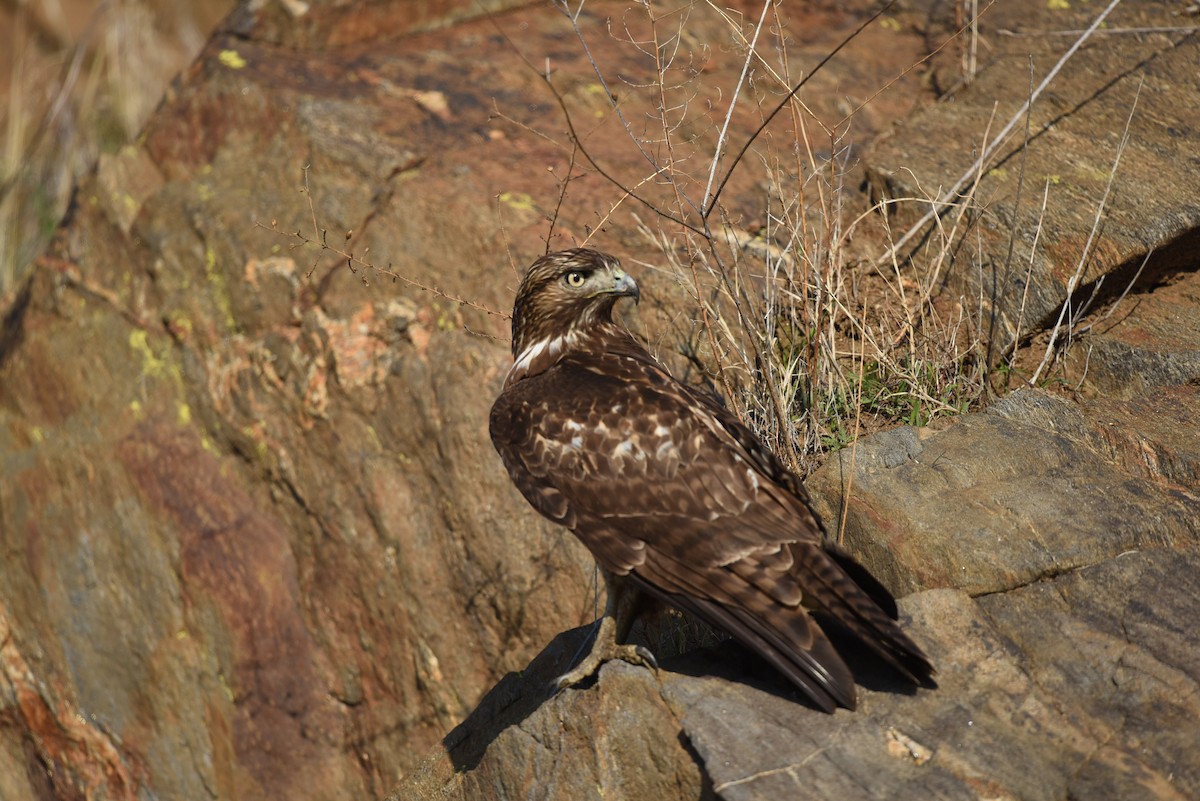Red-tailed Hawk - ML514080471