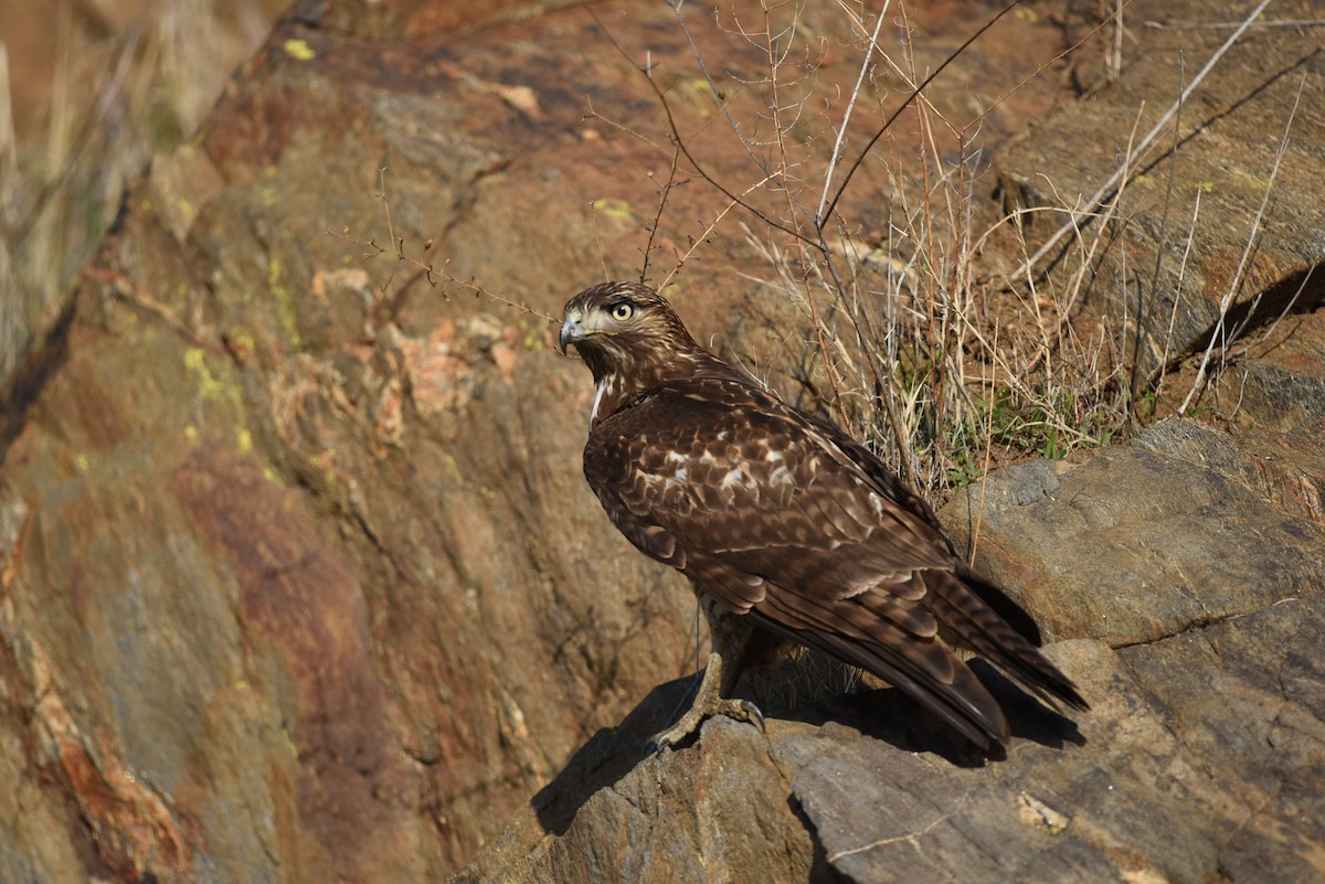 Red-tailed Hawk - ML514080501