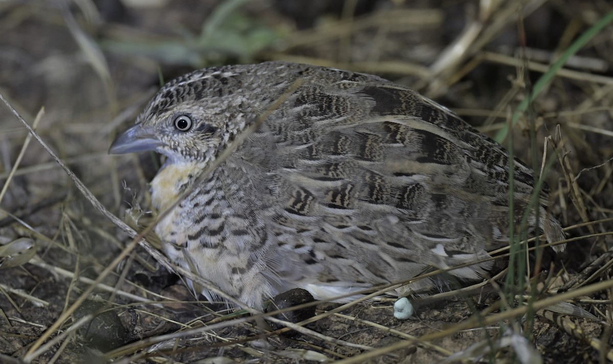 Red-chested Buttonquail - Robert Anderson