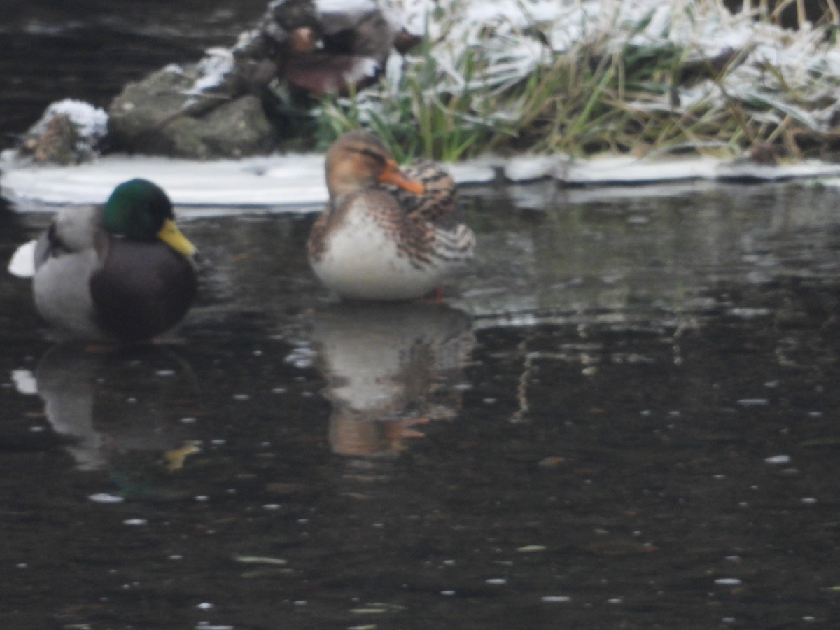 Canard colvert - ML514081351