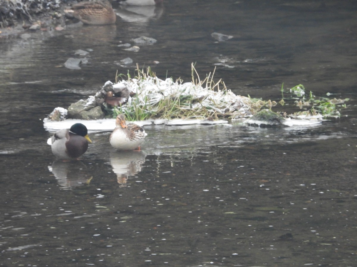 Canard colvert - ML514081361