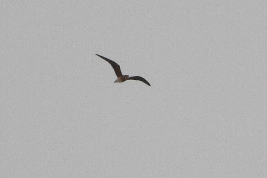 Oriental Pratincole - ML51408241