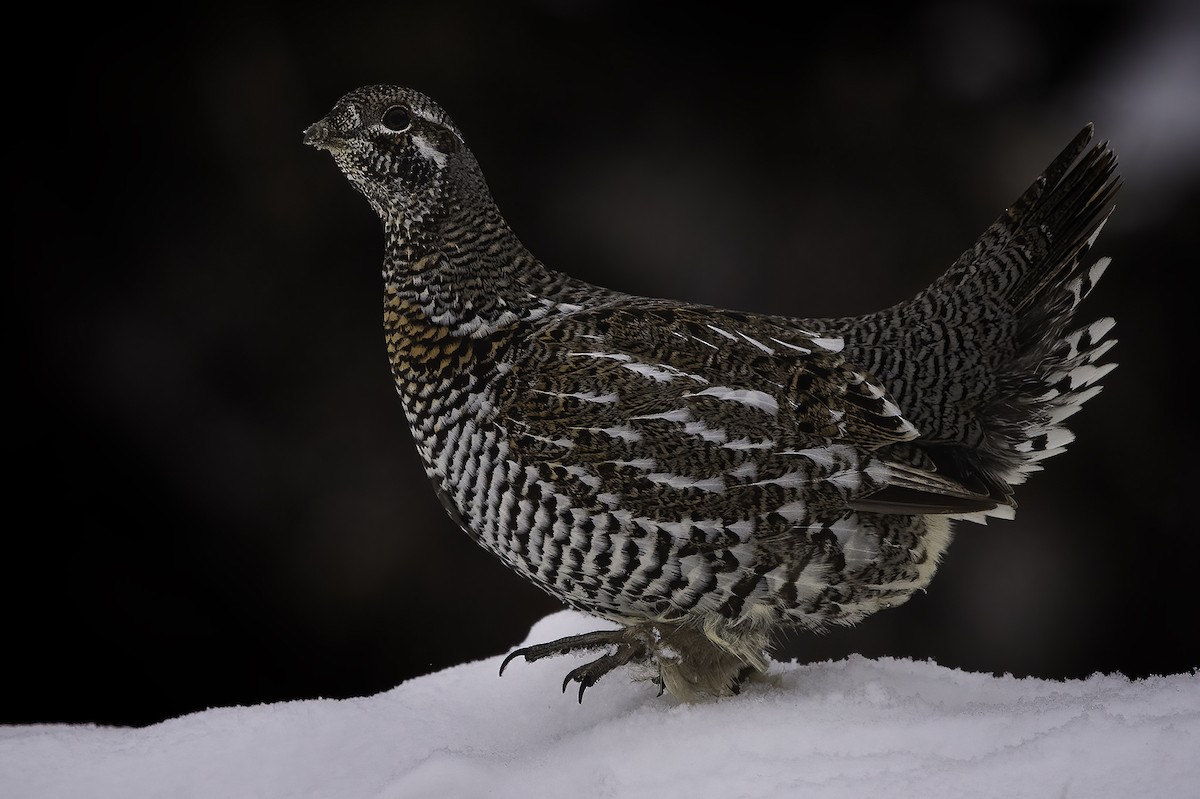 Spruce Grouse - ML514085361