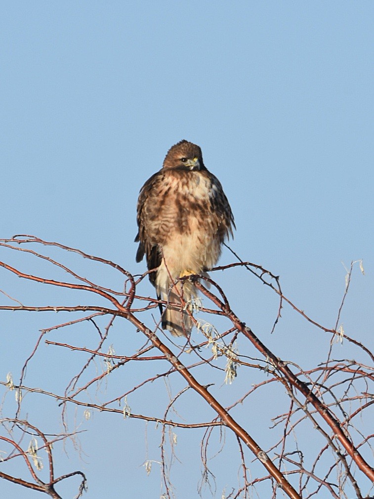 Red-tailed Hawk - ML514085791