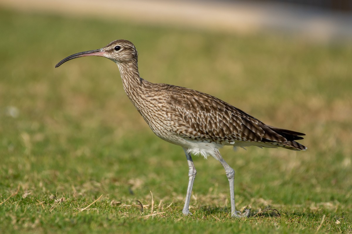 Whimbrel - ML514086991