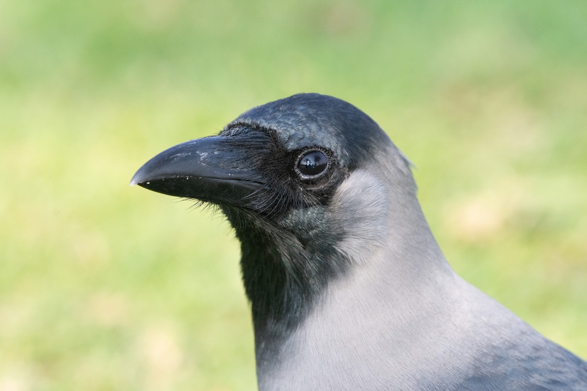 House Crow - ML514087011