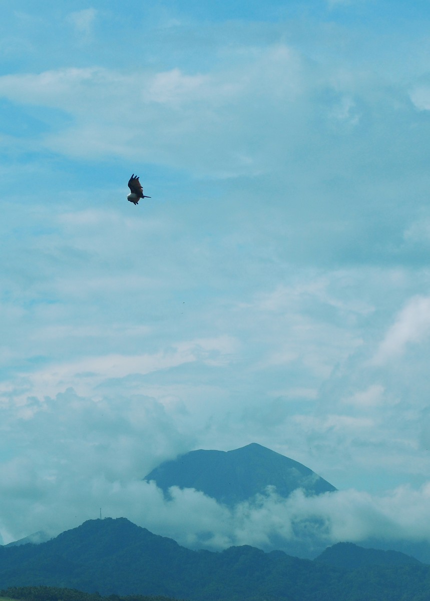 Brahminy Kite - Khalil Gamela