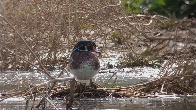 Wood Duck - ML514087381