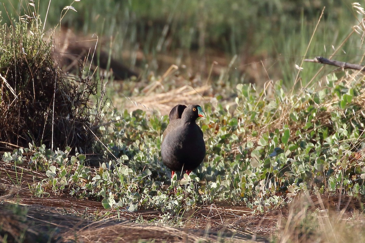 Black-tailed Nativehen - ML514087831