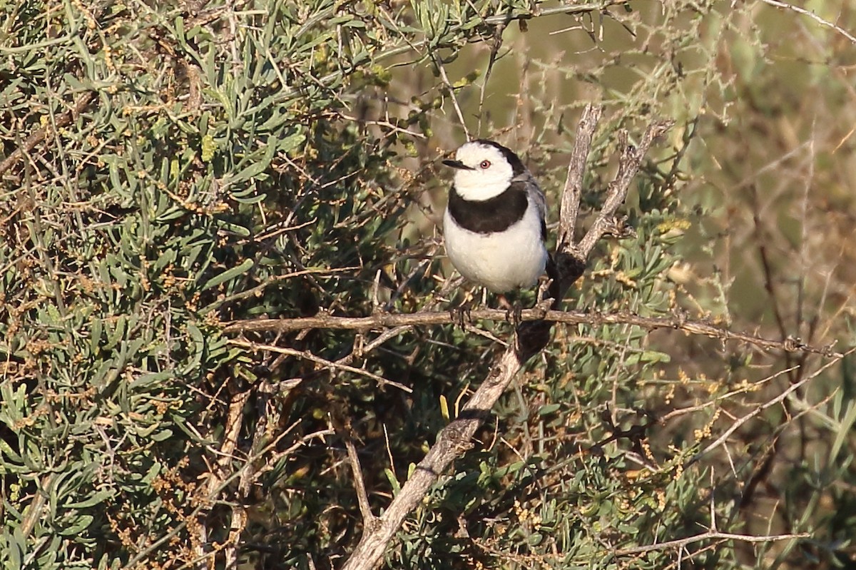 White-fronted Chat - Scott Eaton