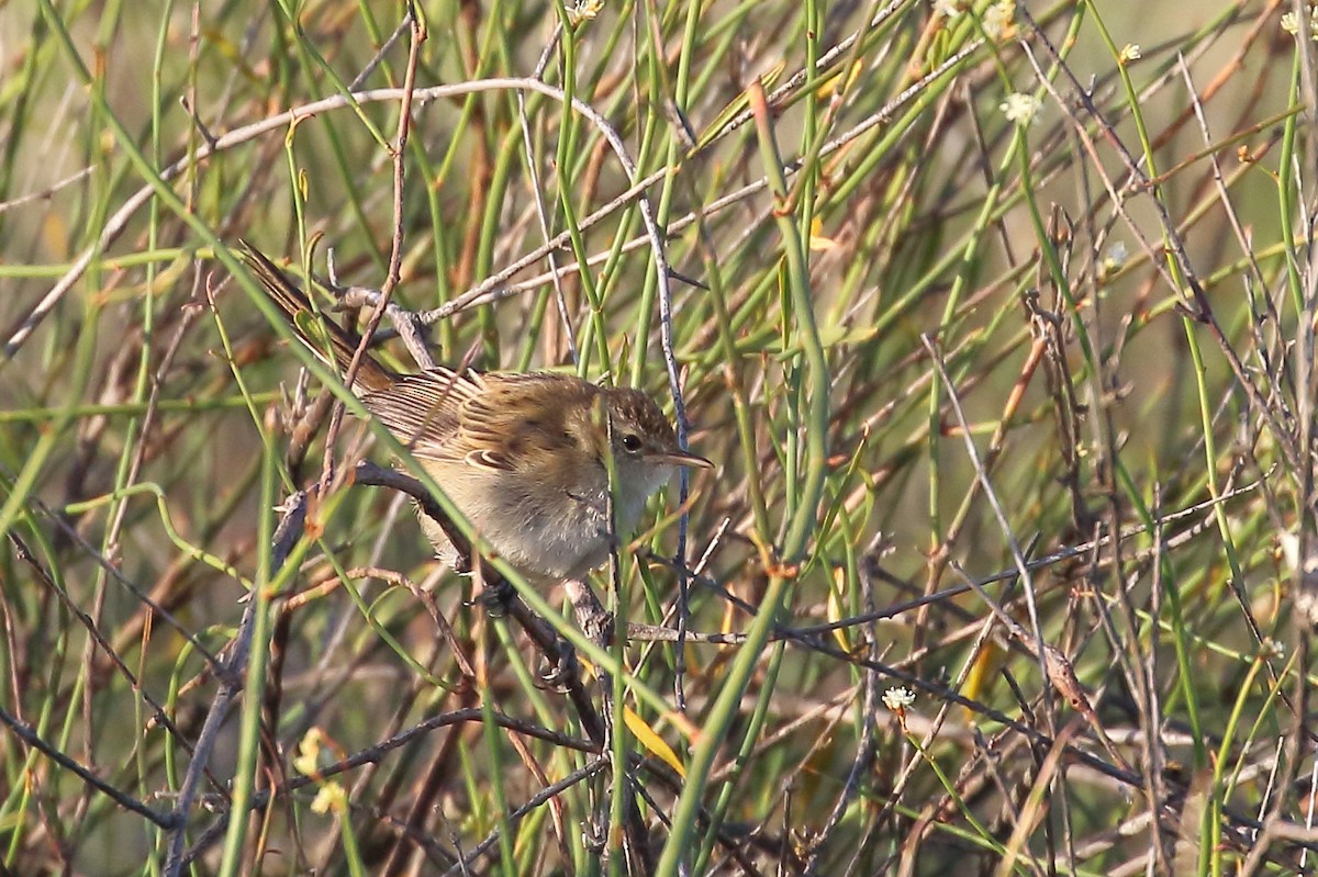 Little Grassbird - ML514087981