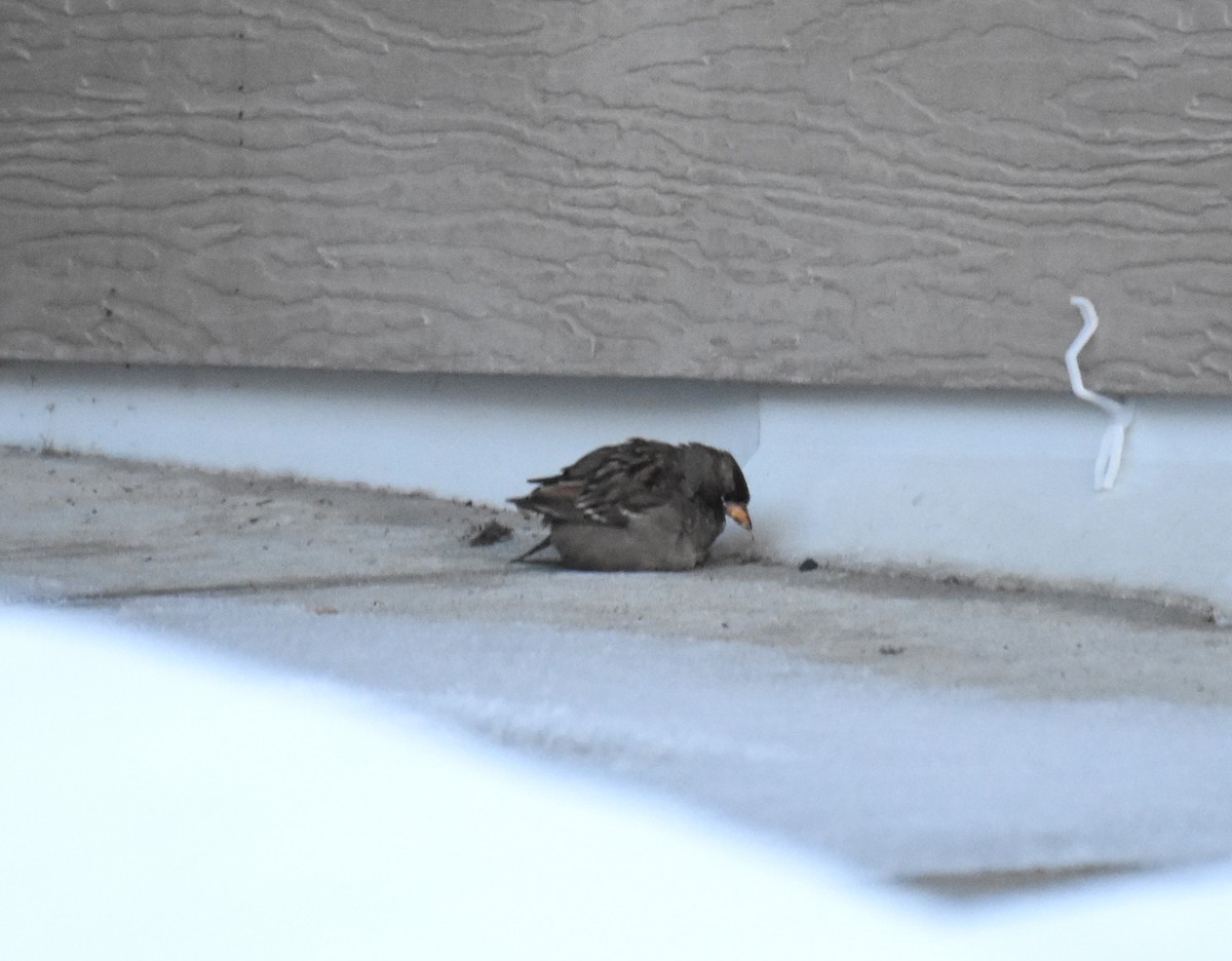 White-crowned Sparrow - ML514088081