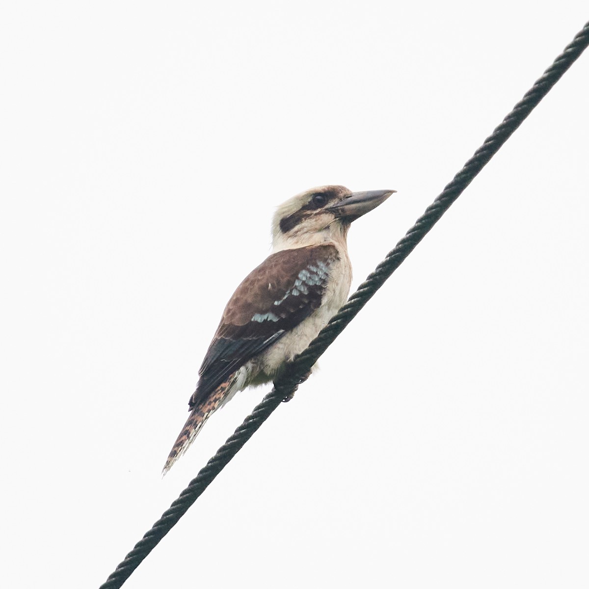 Laughing Kookaburra - ML514088361