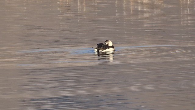 Long-tailed Duck - ML514088471