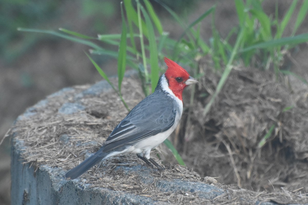 Red-crested Cardinal - Georgia Doyle