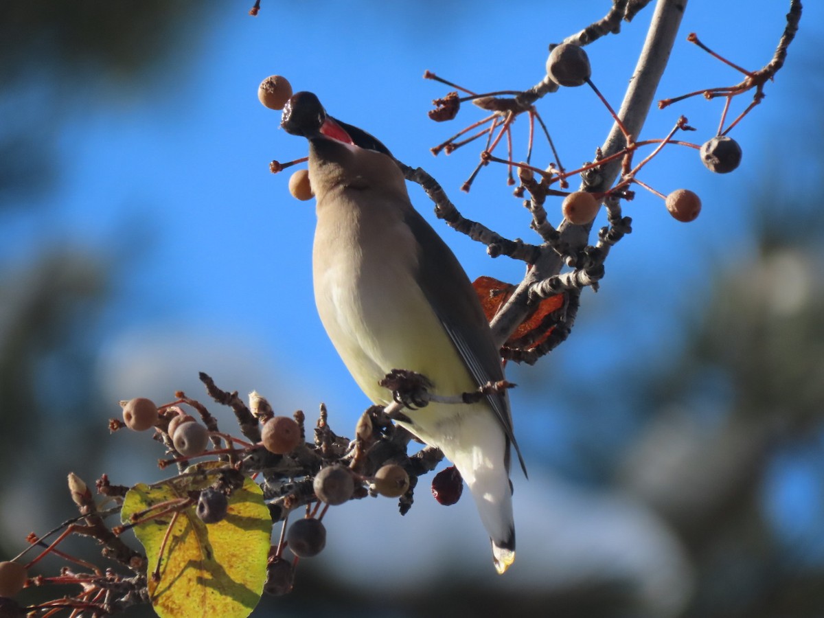 Cedar Waxwing - ML514089621