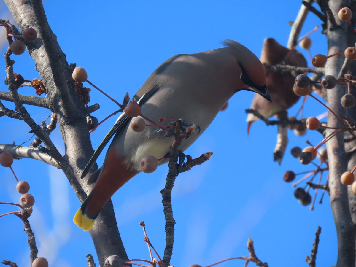 Bohemian Waxwing - Suzi Holt