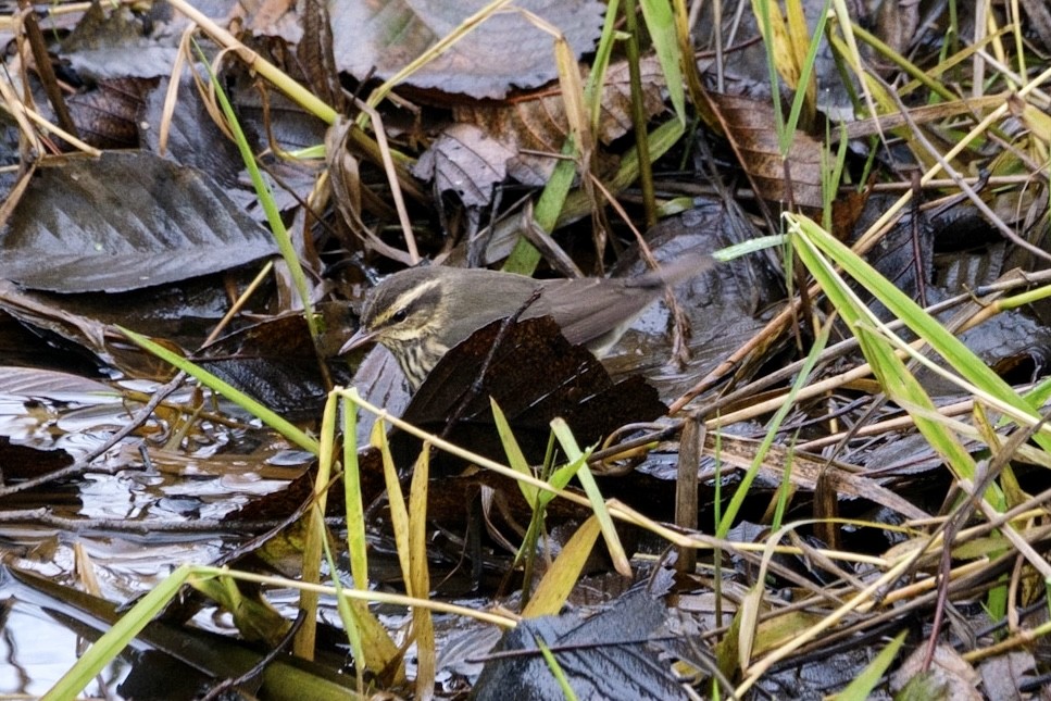 Northern Waterthrush - ML514091241