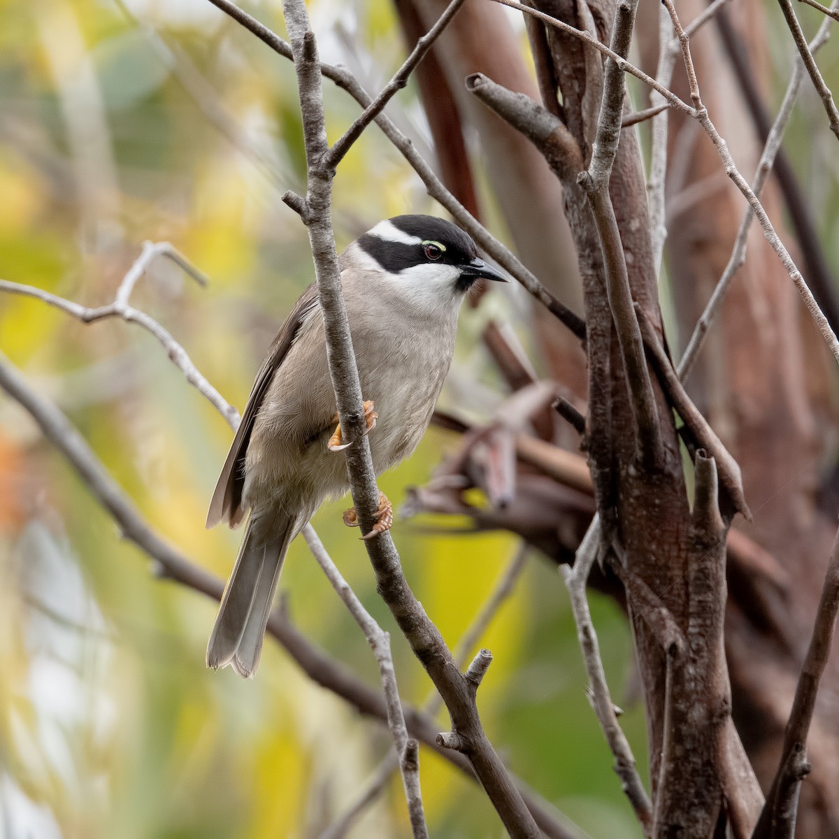 Strong-billed Honeyeater - ML514091971