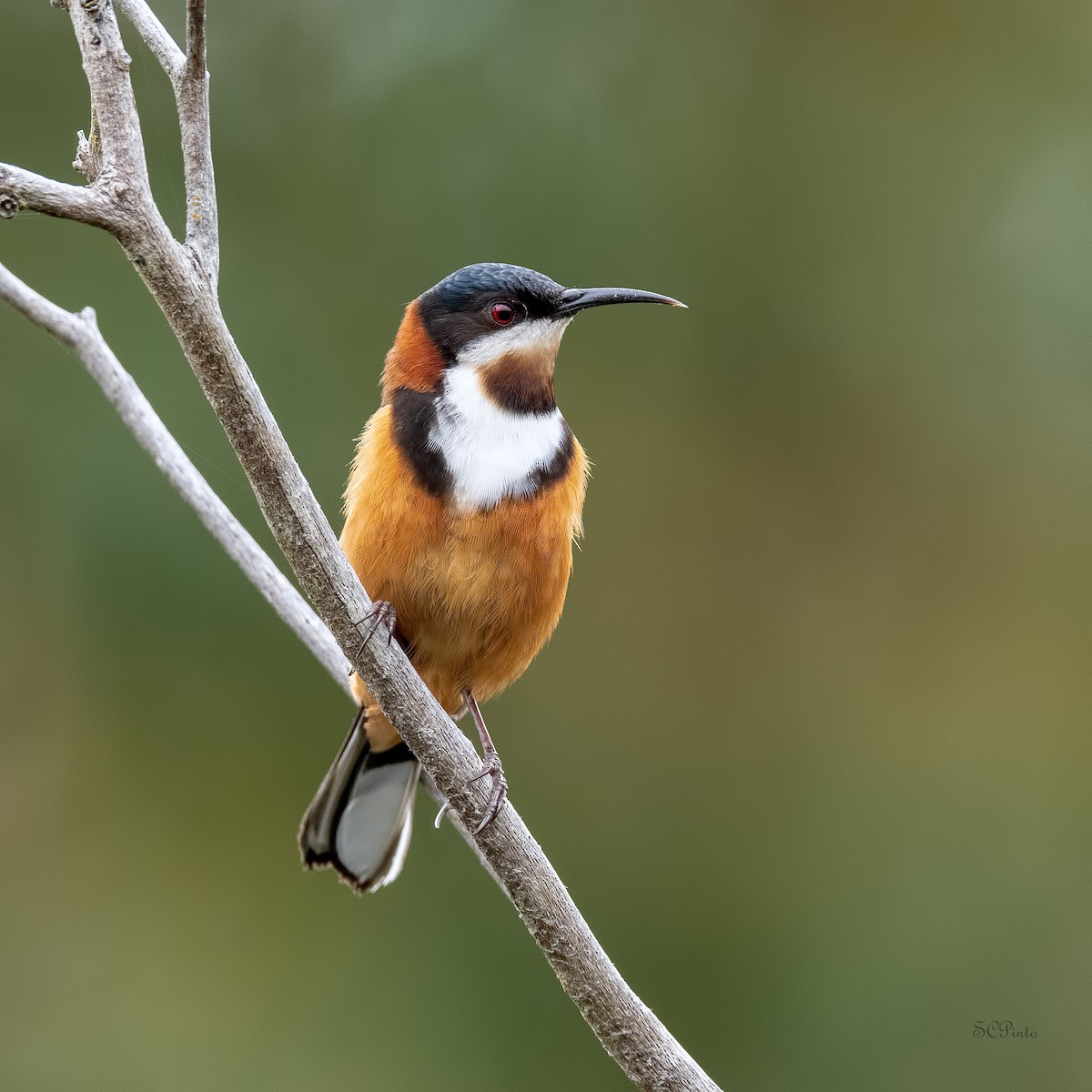 Eastern Spinebill - Shailesh Pinto