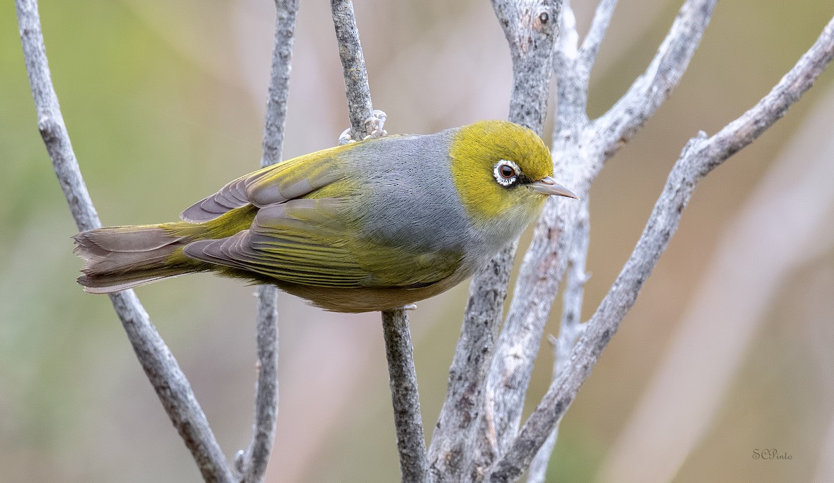 Silvereye - ML514092131