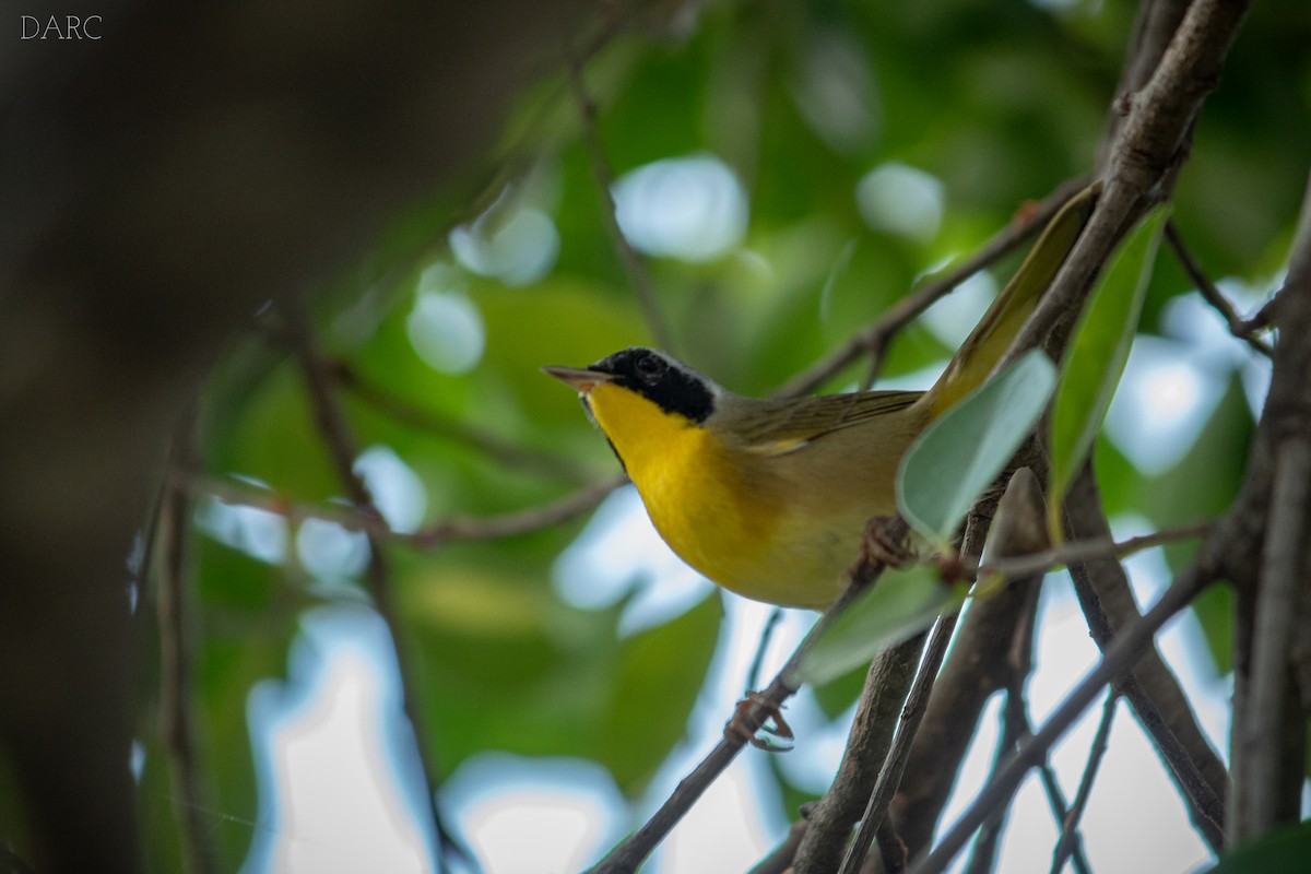 Common Yellowthroat - ML514092711