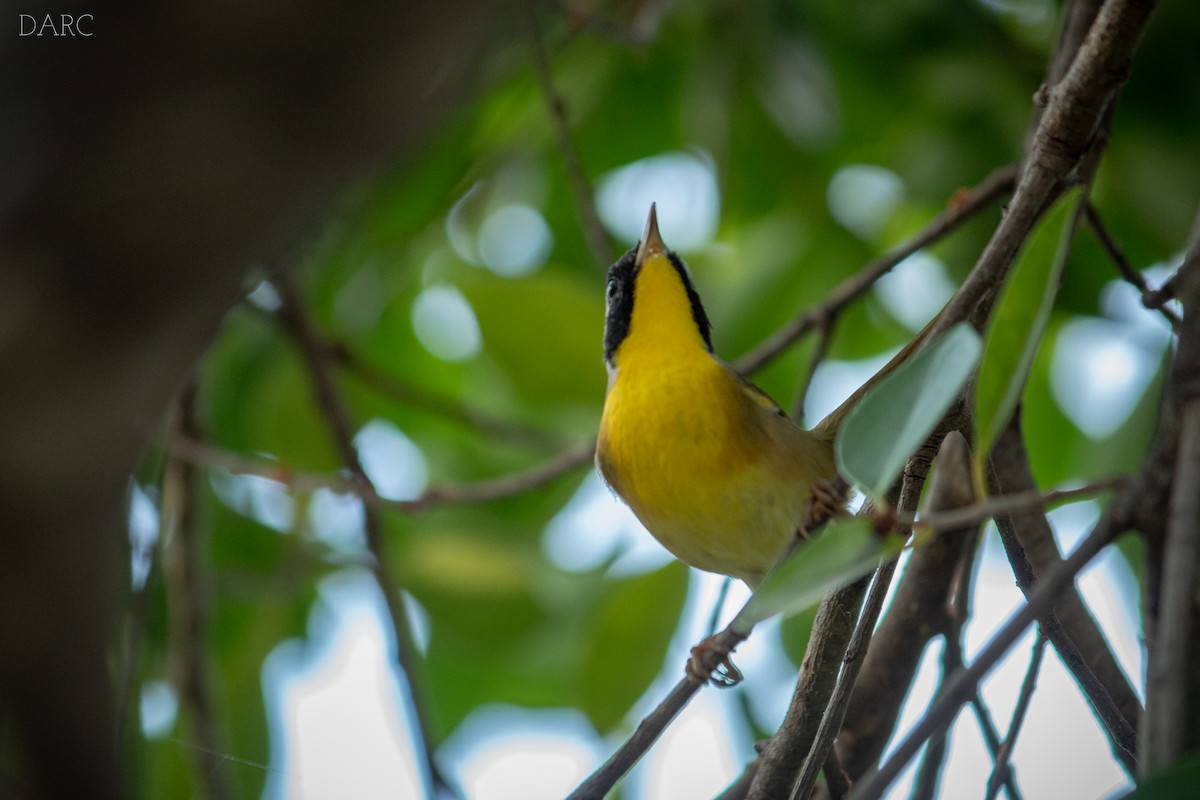 Common Yellowthroat - ML514092811