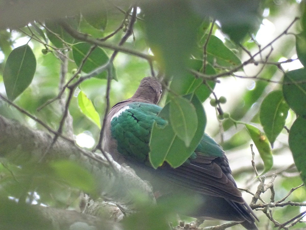 Pacific Emerald Dove - G. Thomas Doerig