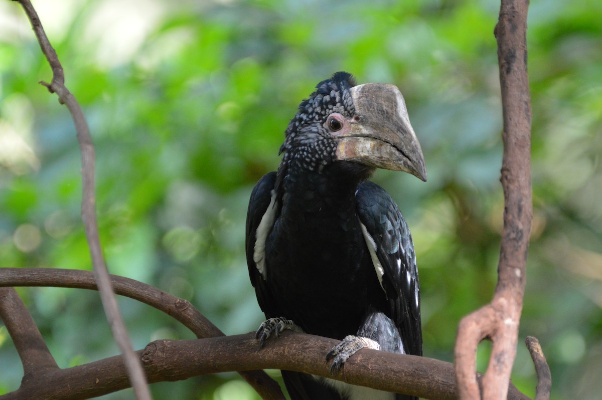 Silvery-cheeked Hornbill - ML51409331