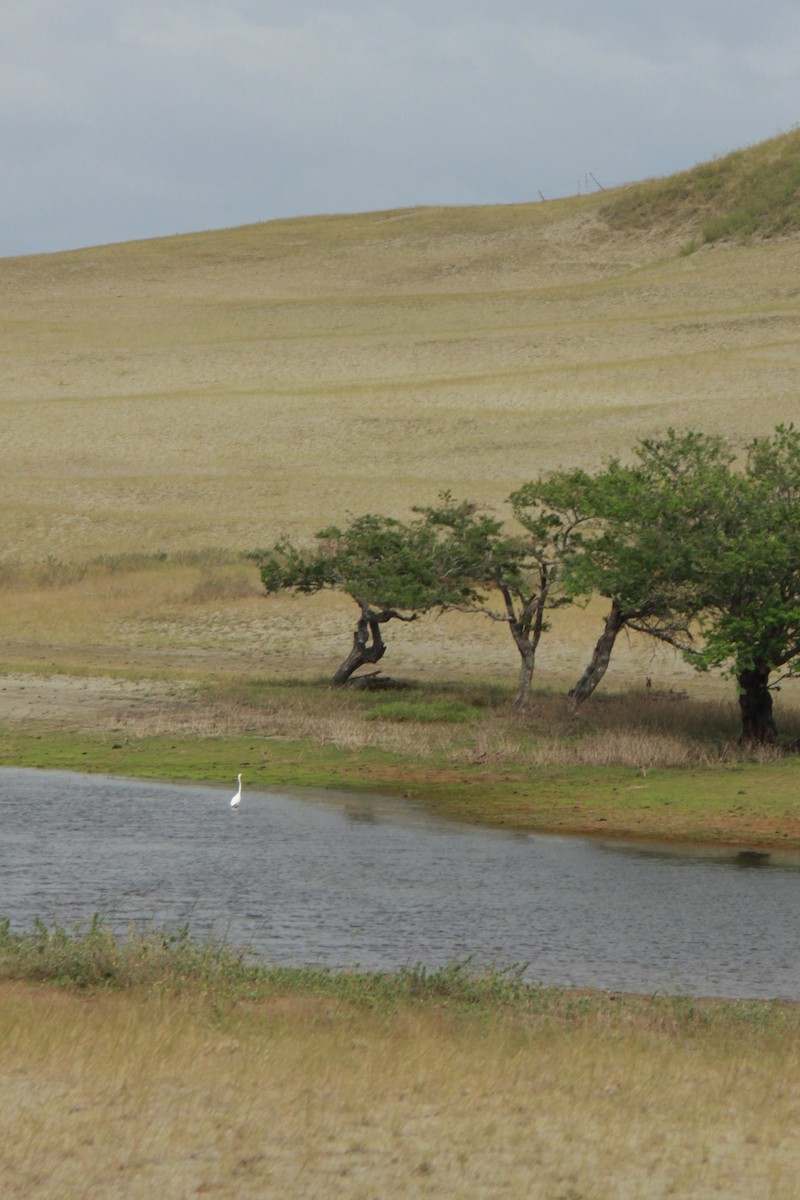 Great Egret - ML514093661