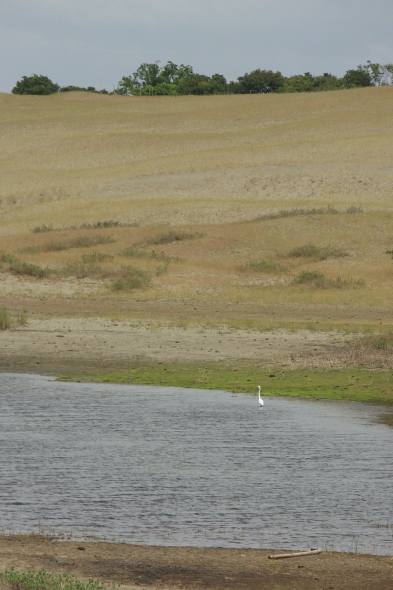 Great Egret - Khalil Gamela