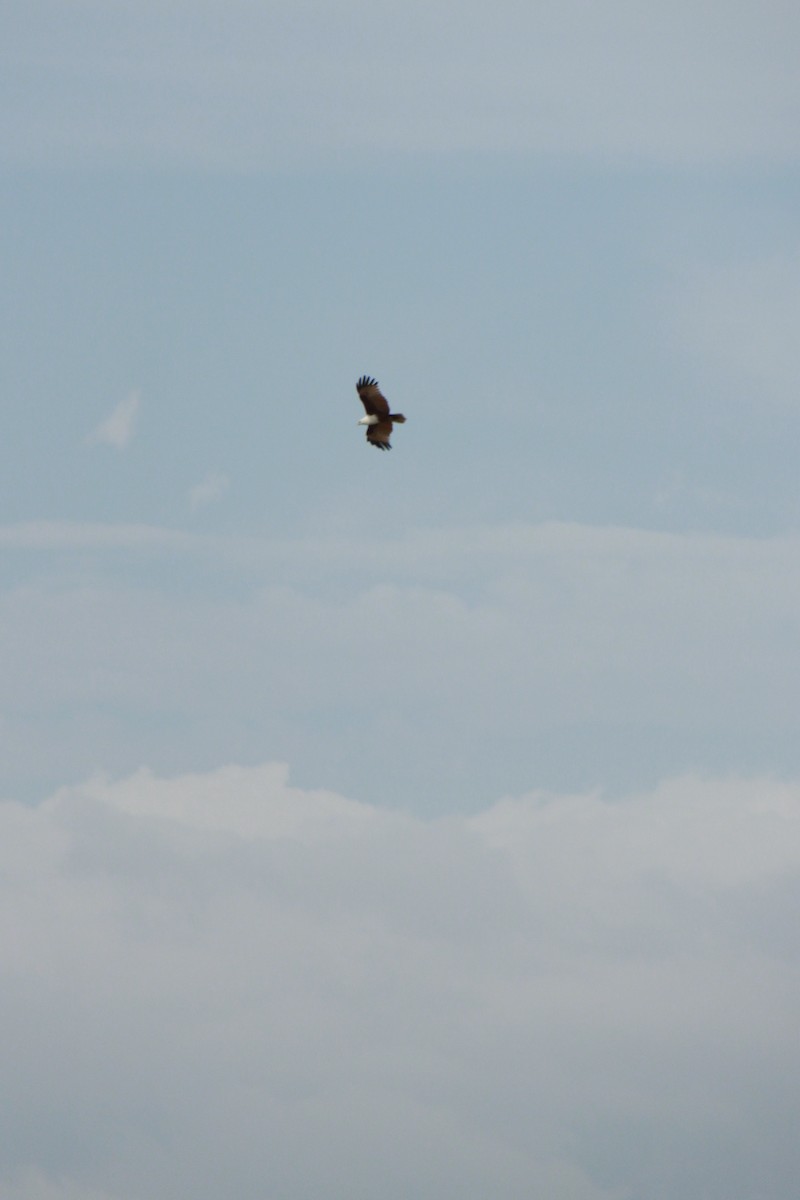 Brahminy Kite - Khalil Gamela