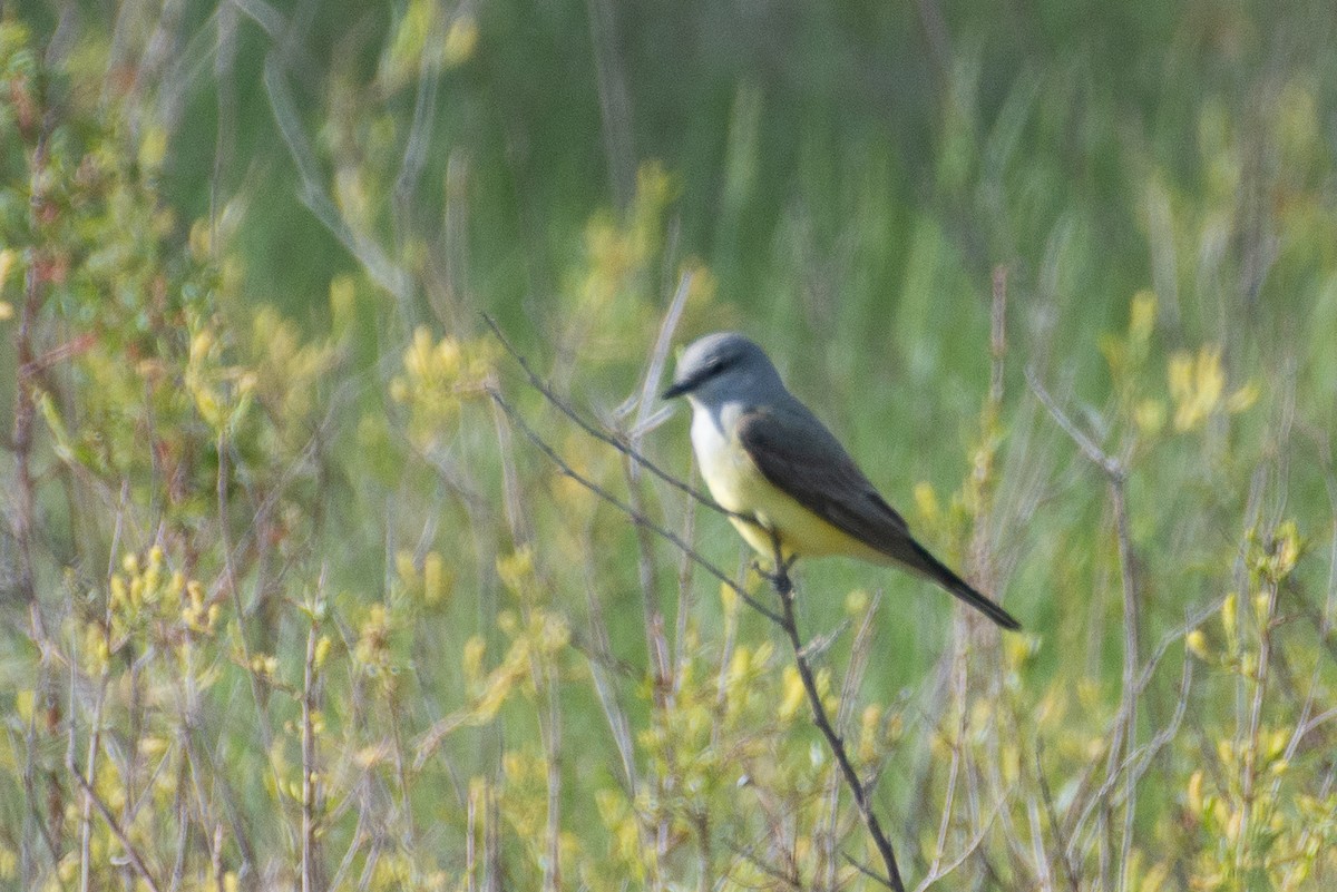 Schmalschnabel-Königstyrann - ML514094181