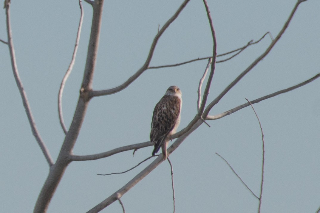 Königsbussard - ML514094811