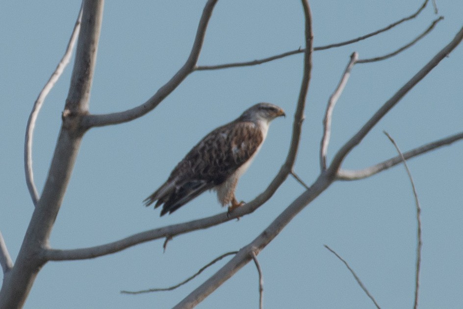 Königsbussard - ML514094821