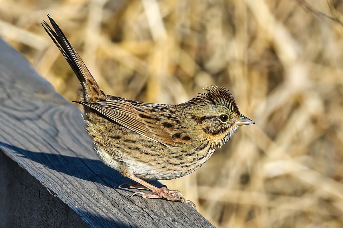 Lincoln's Sparrow - ML514095661