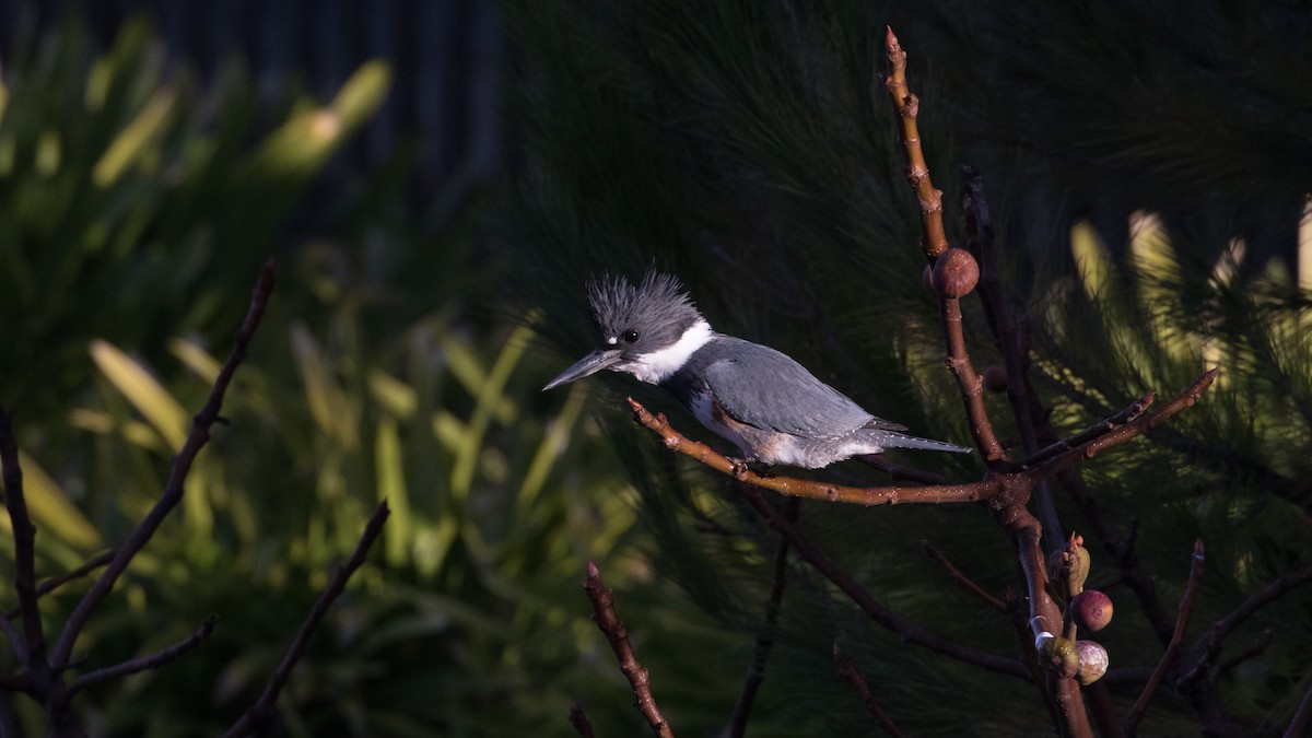 Belted Kingfisher - ML514096921