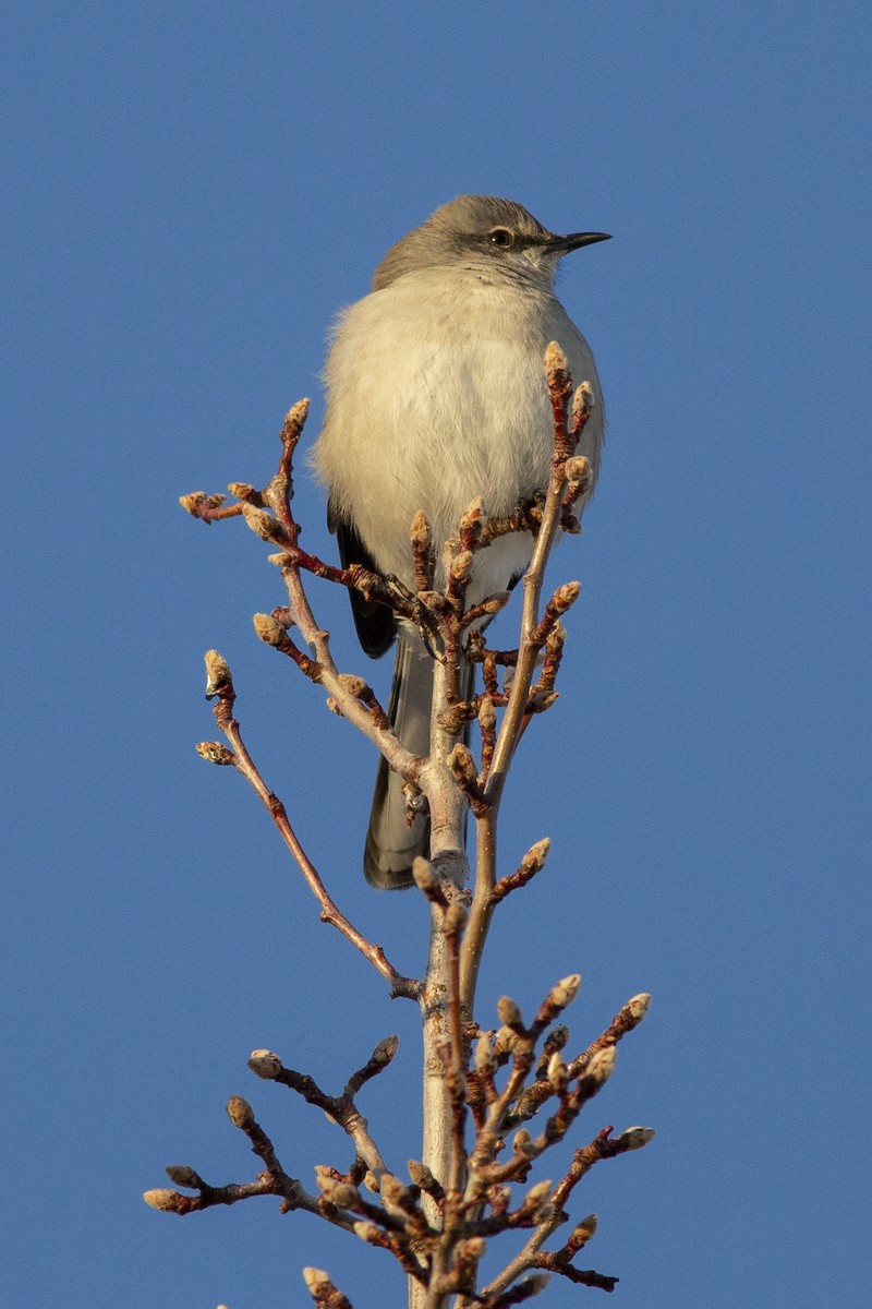 Northern Mockingbird - ML514096951