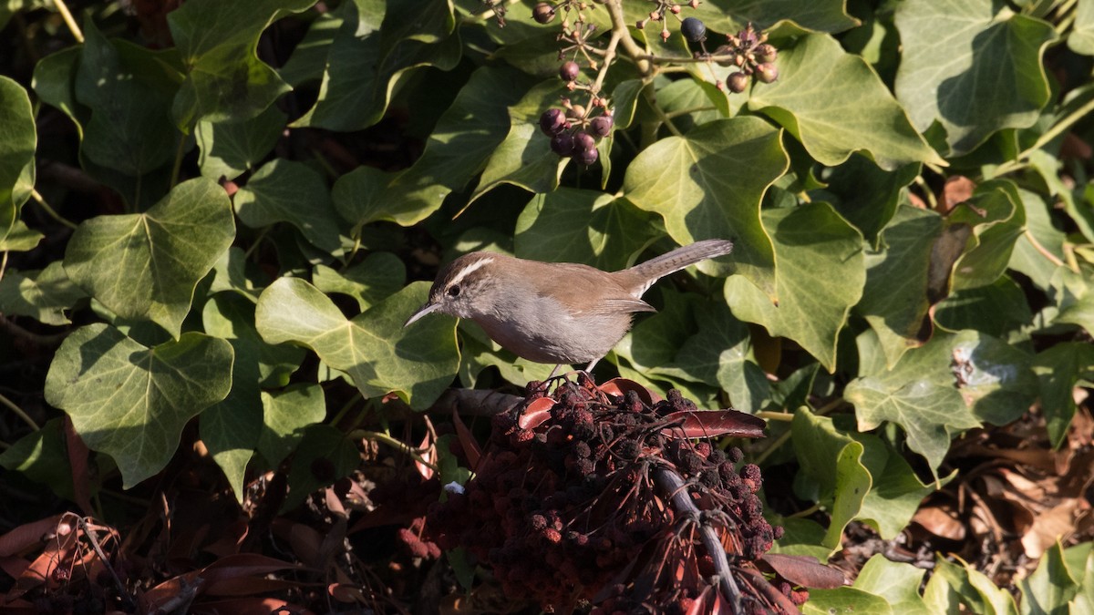 Bewick's Wren - ML514096991