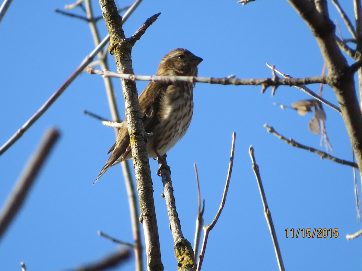 Purple Finch - ML514097431