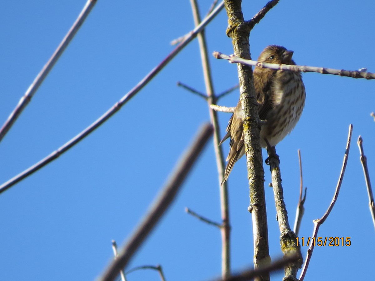 Purple Finch - ML514097541