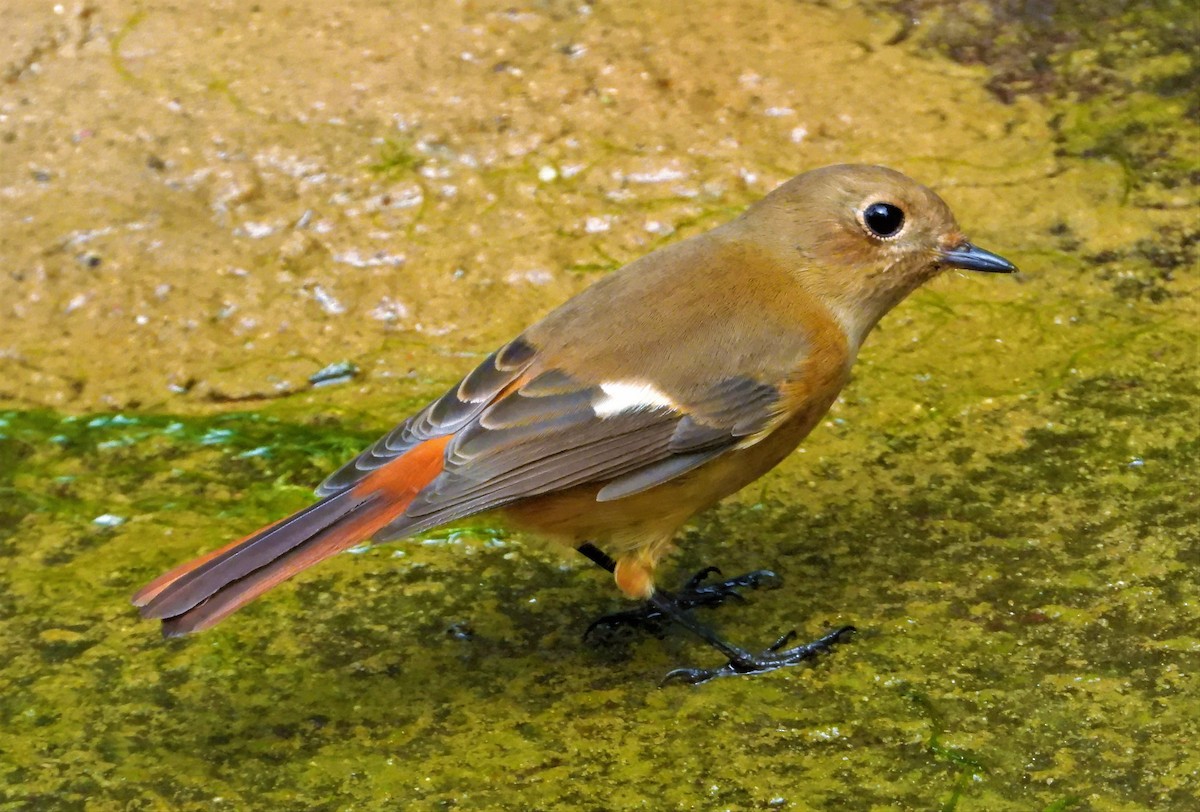 Daurian Redstart - ML514097641