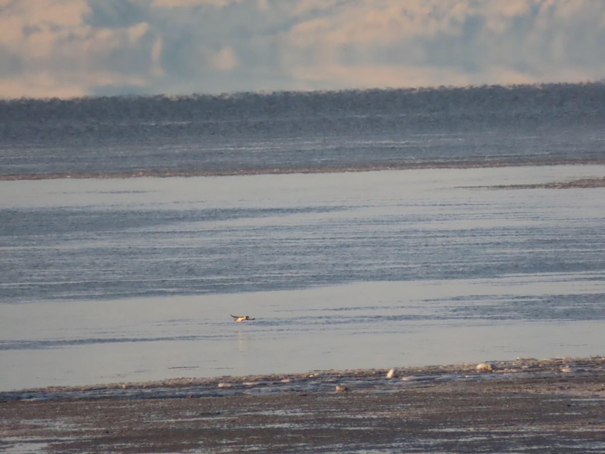 Common Merganser - ML514098371