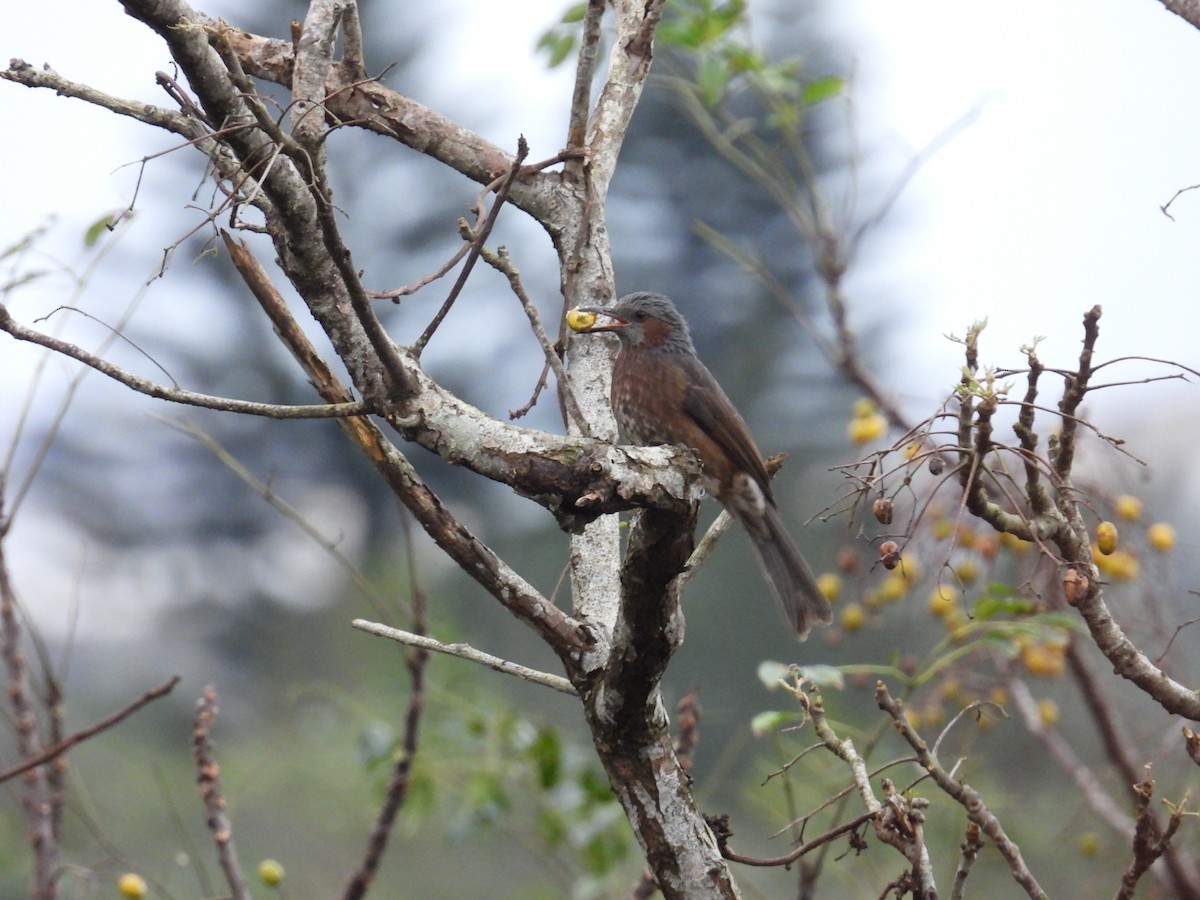 Bulbul à oreillons bruns - ML514098471