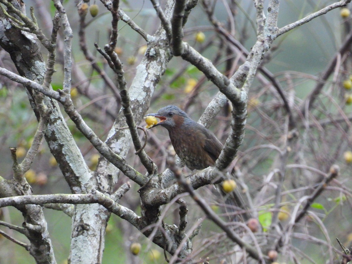 Bulbul à oreillons bruns - ML514098581