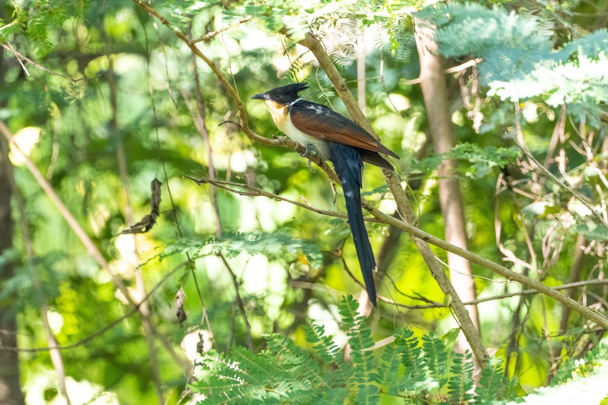 Chestnut-winged Cuckoo - ML514099481