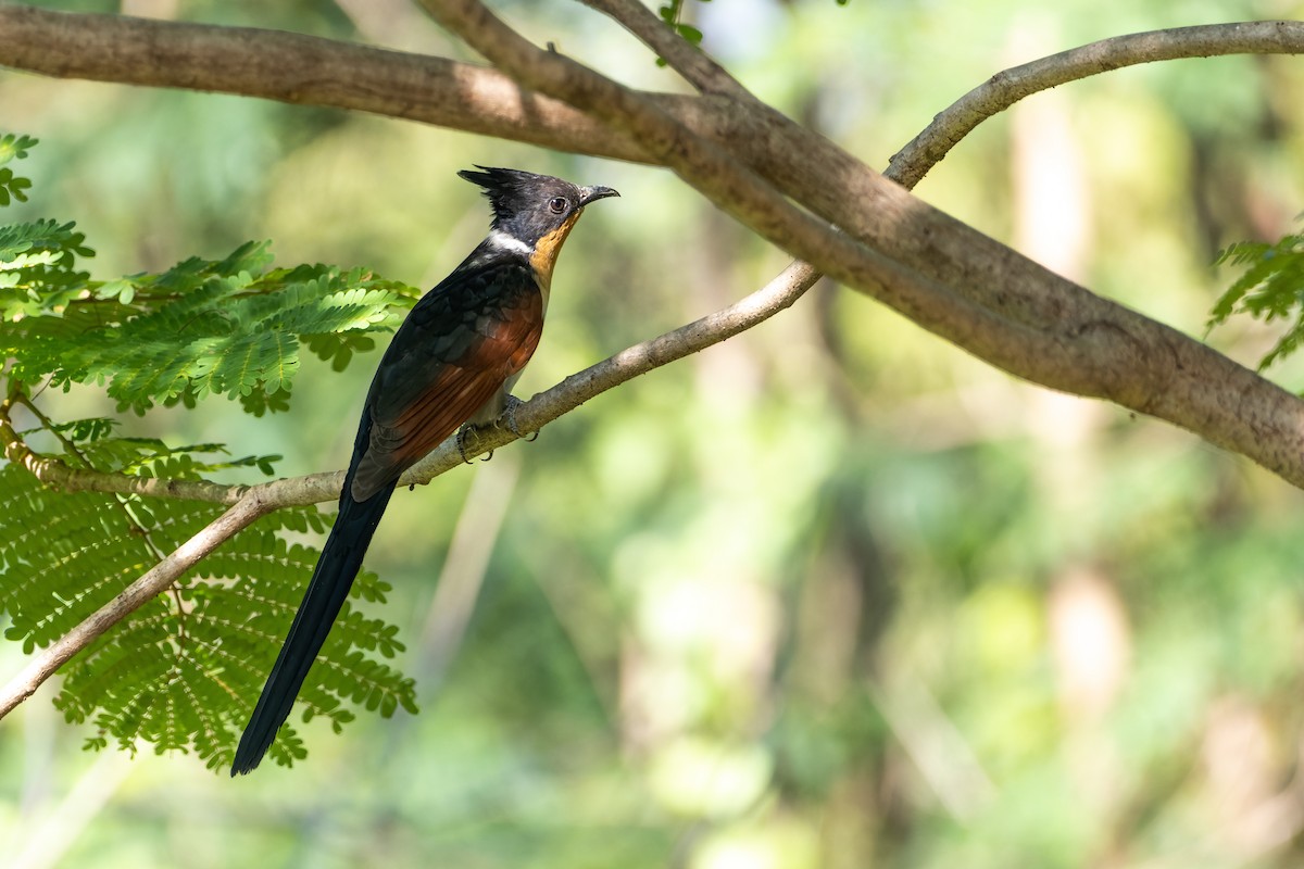 Chestnut-winged Cuckoo - ML514099491